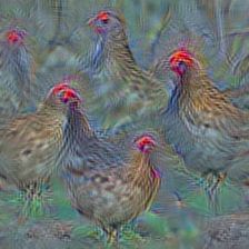 n01514859 hen